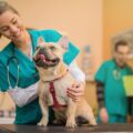 How To Become A Veterinarian - Helpful Step-By-Step Review 2022