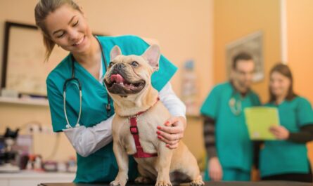 How To Become A Veterinarian - Helpful Step-By-Step Review 2022