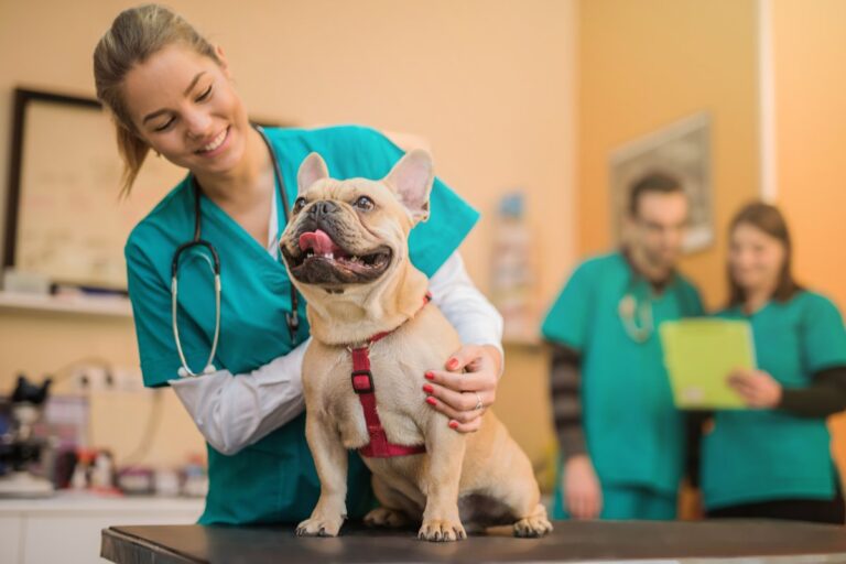 How To A Veterinarian Helpful StepByStep Review
