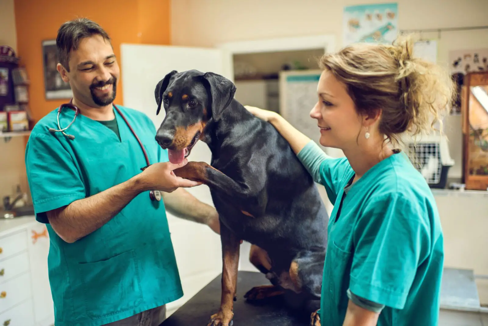 how long to become a veterinarian