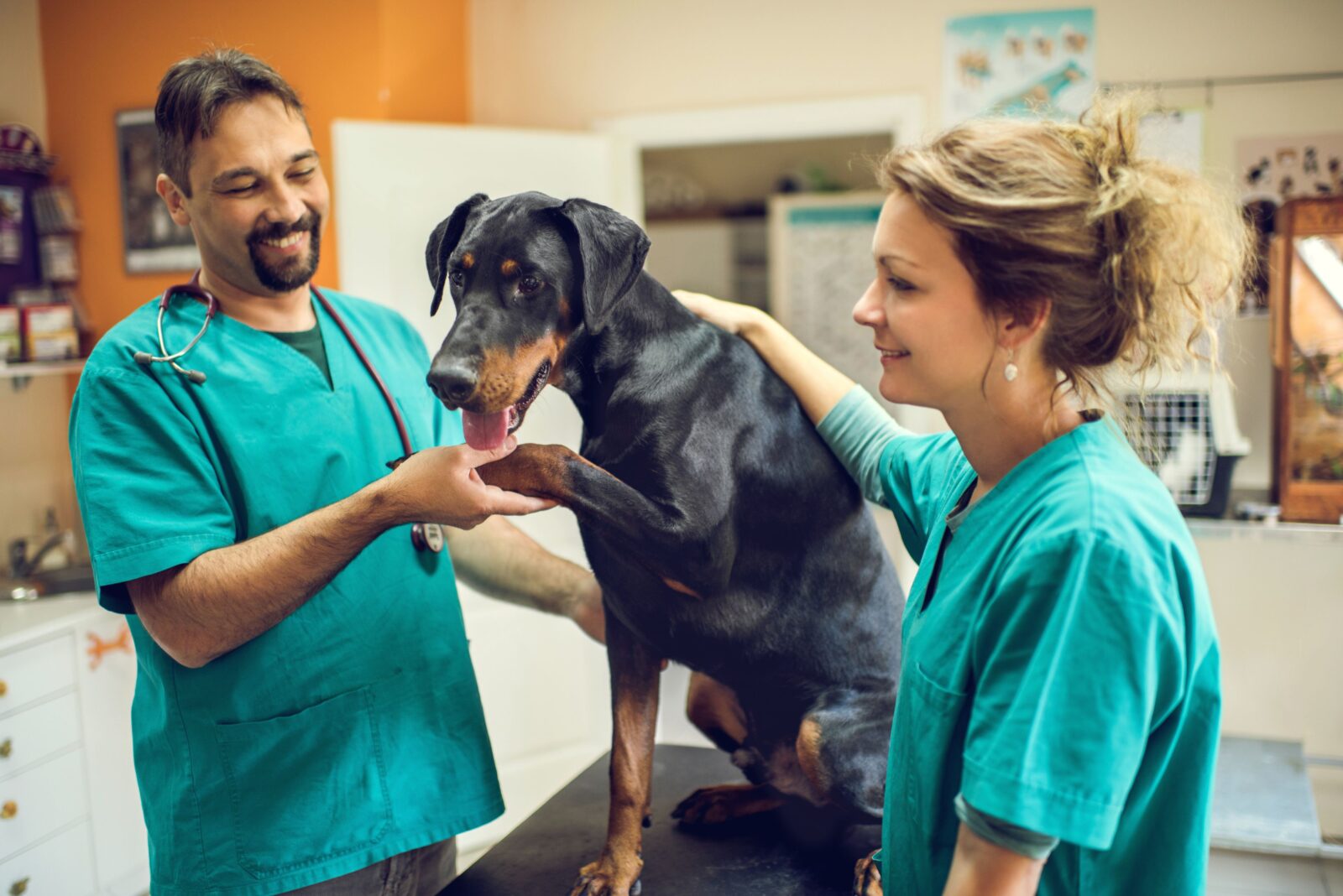 how long to become a veterinarian