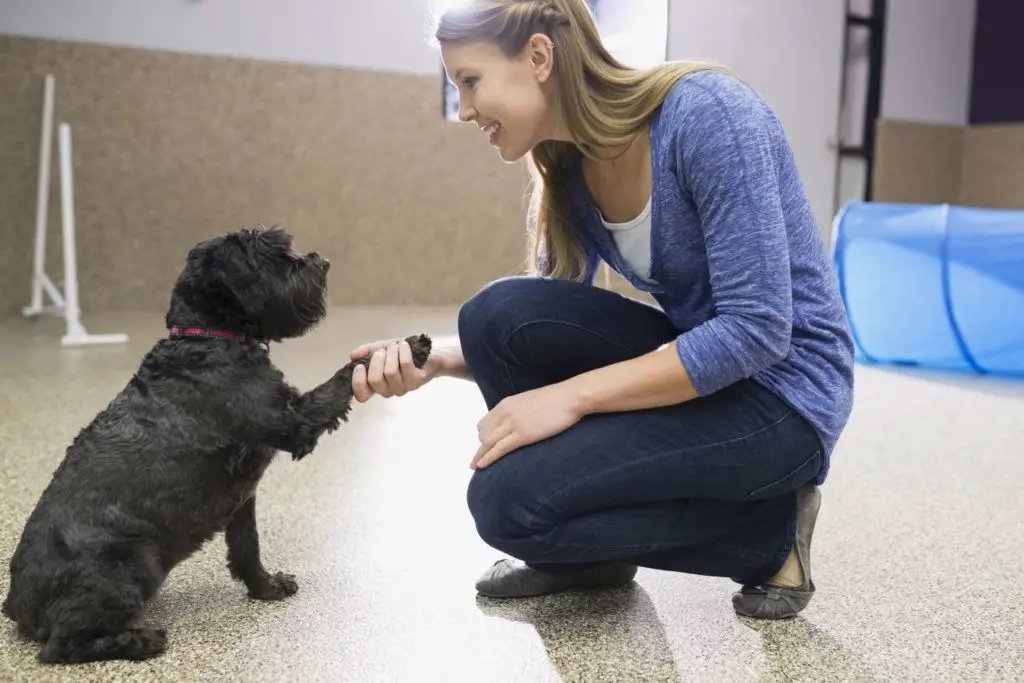 Dog trainer skills