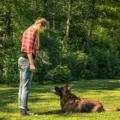 How to become a dog trainer?