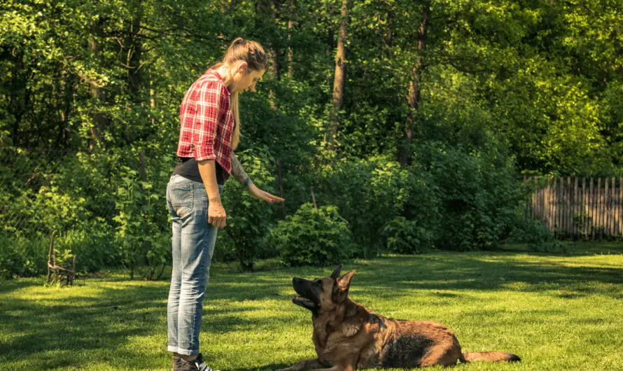 How to become a dog trainer? 5 Steps To Take and Tips