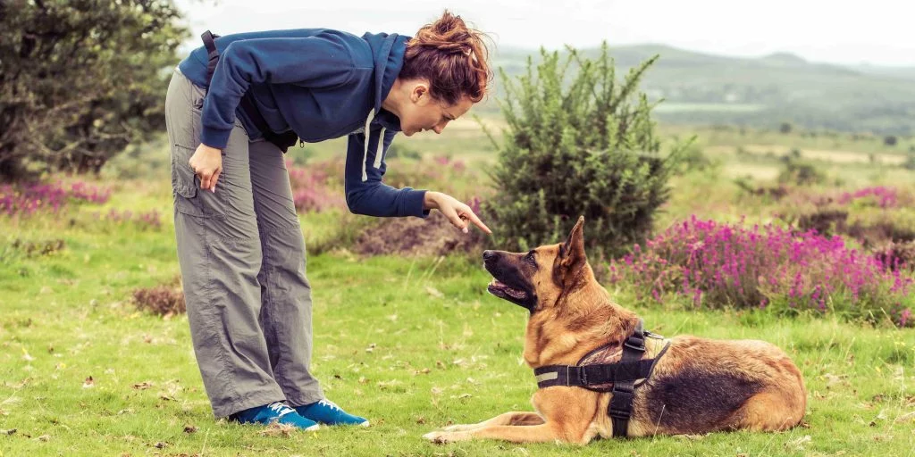 What qualities do you need to be a dog trainer?