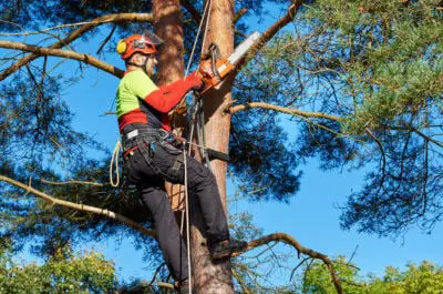 Becoming a Certified Arborist: The Ultimate Path to Arboriculture Success