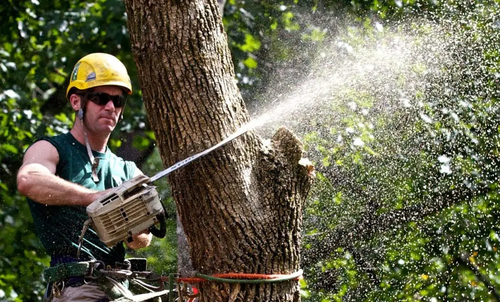 Pursue Arborist Training