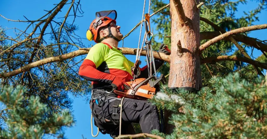 How To Become a Certified Arborist ? (With Steps, Skills)